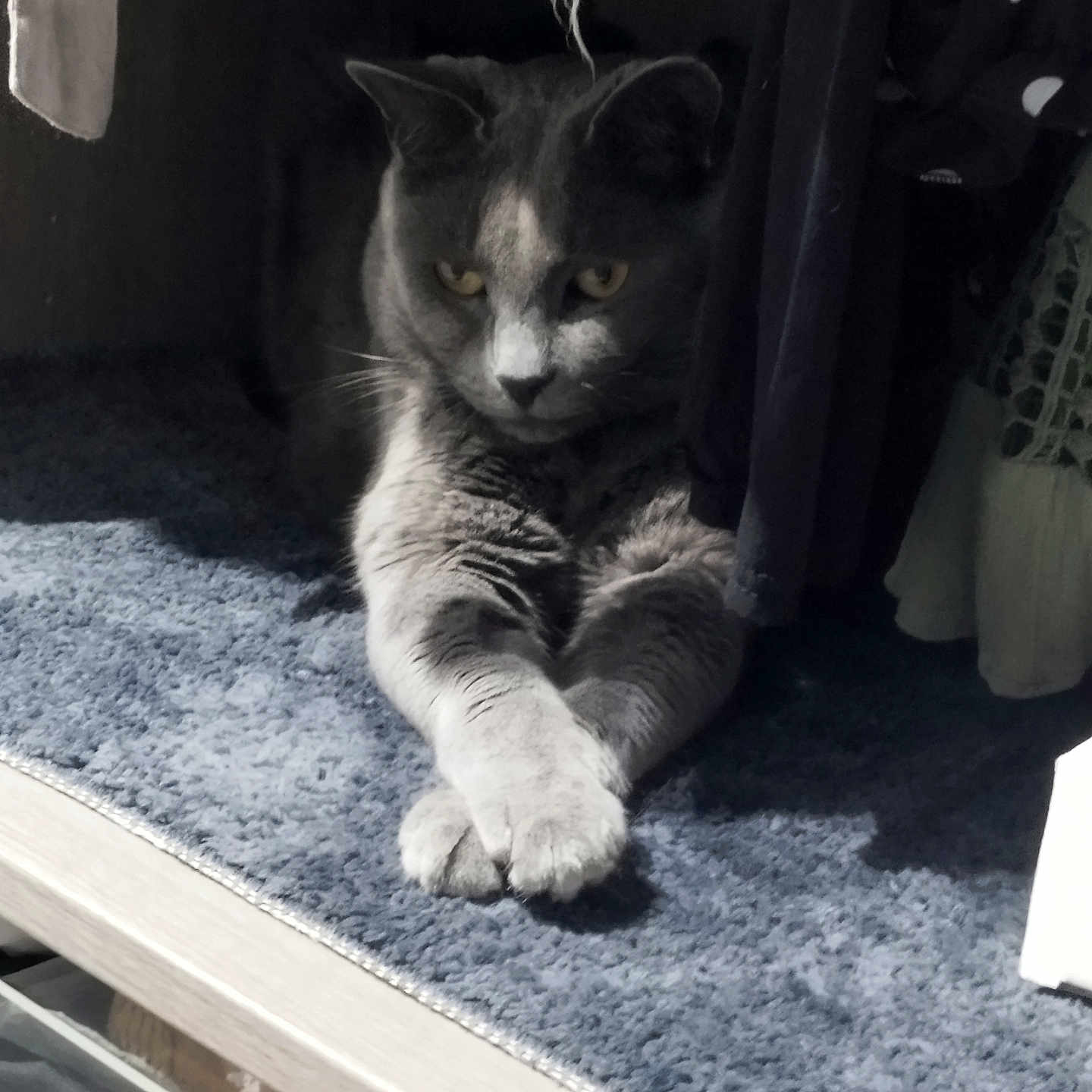 Smoky participe au concours pour gagner de l'argent avec cette photo : abyssinian, animal, cat, chair, closet, couch, cupboard, curtain, furniture, hardwood, homedecor, indoors, kitten, linen, manx, pet, plywood, shelf, slate, wood