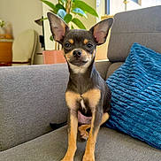 Sunny joined the competition — help win amazing prizes! dog, puppy, indoor, couch, blue_pillow, plant, window, natural_light, pet, small_dog, alert, ears, sitting, gray_couch, home, living_room, fur, cute, companion, domestic_animal