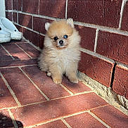 Luna is registered to the contest to win money with this photo: puppy, dog, pomeranian, fluffy, brick_wall, brick_floor, sunlight, shadow, porch, white_shoes, cute, small, pet, animal, outdoor, young, fur, sitting, adorable, face