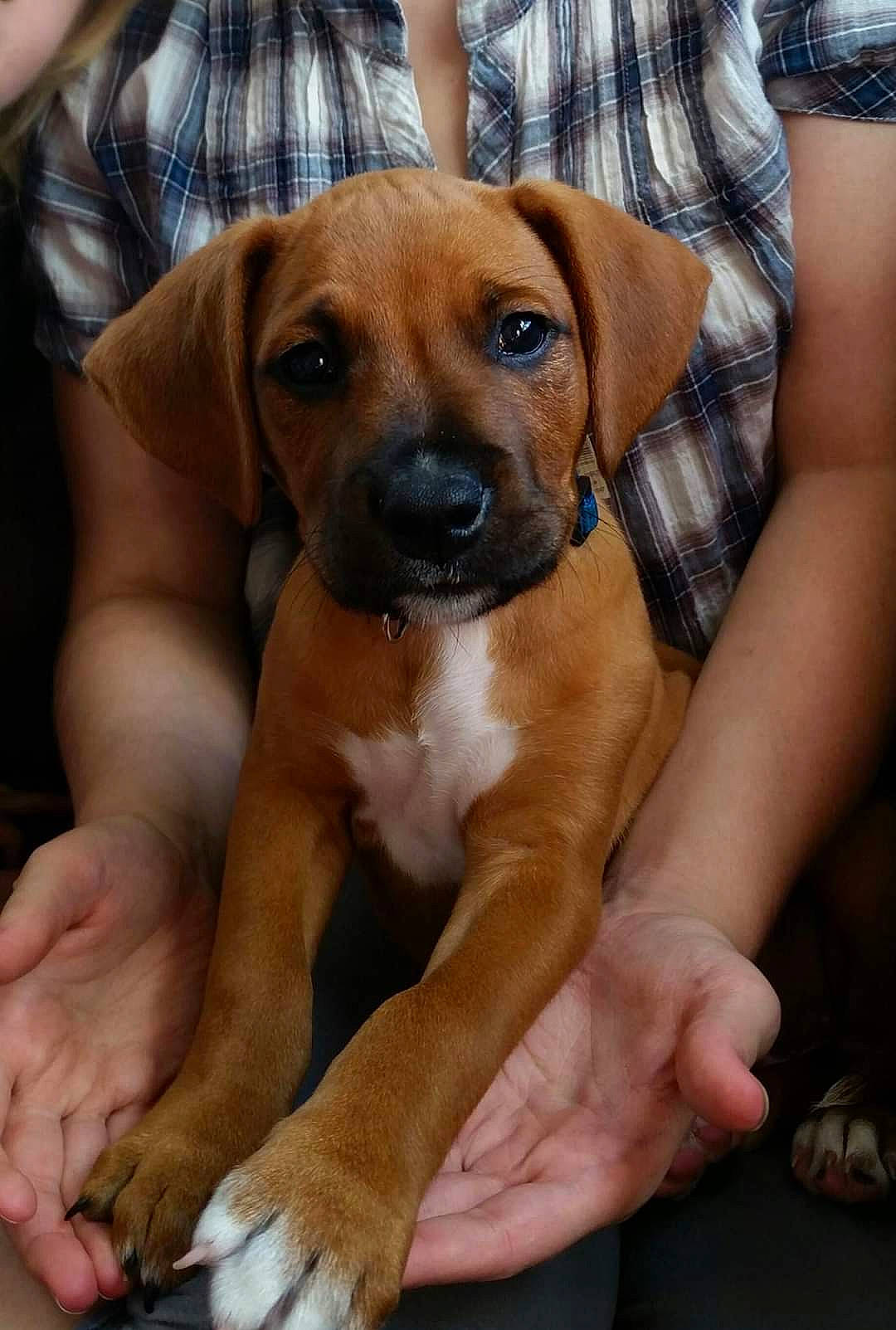 Reggie is registered to the contest to win money with this photo: black_mouth_cur, boerboel, boxer, canidae, carnivore, companion_dog, dog, dog_breed, fawn, hound, mammal, molosser, portuguese_pointer, puppy, rare_breed_dog, rhodesian_ridgeback, snout, sporting_group, tosa, vertebrate