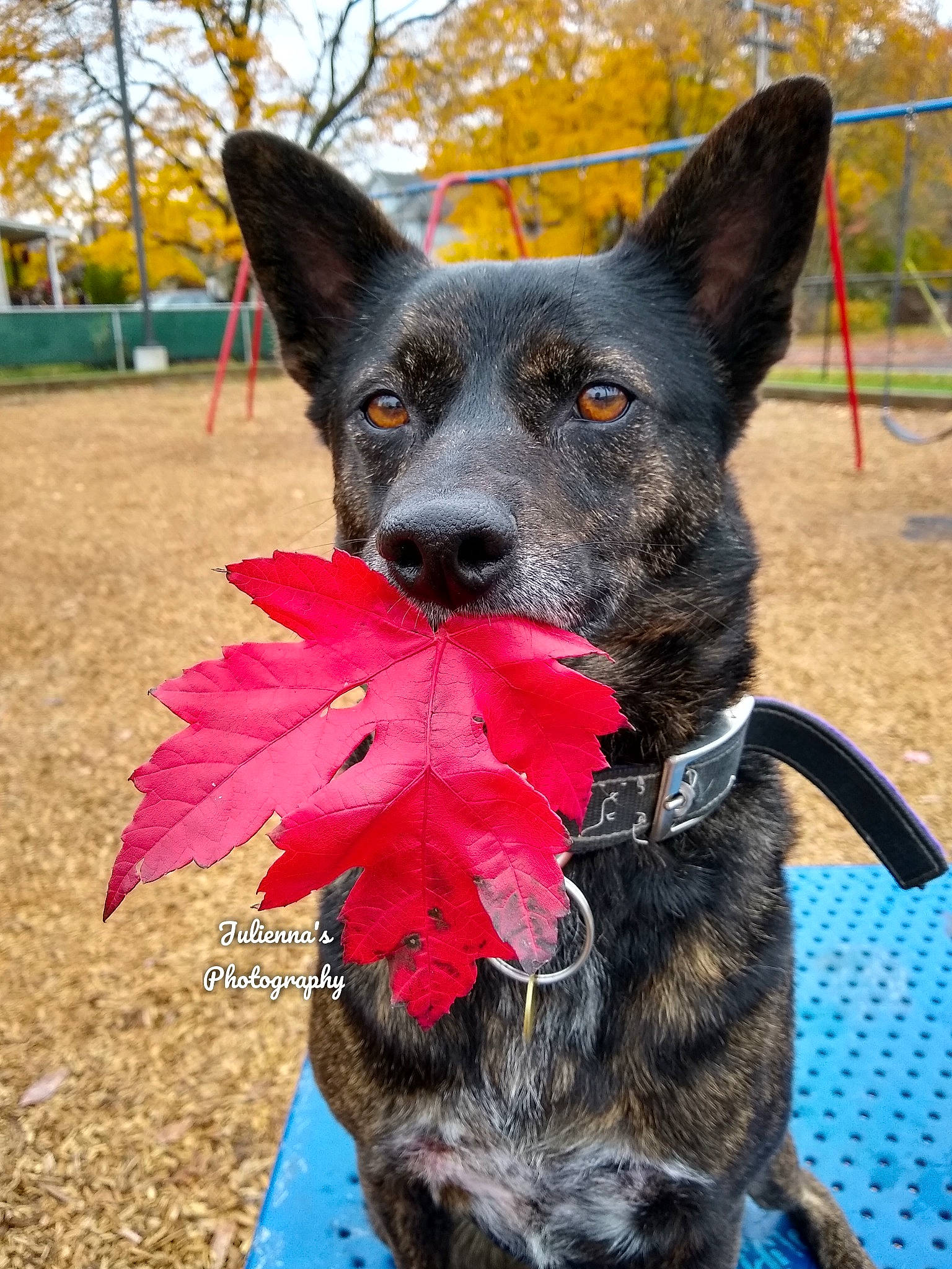 Miss Mia is registered to the contest to win money with this photo: australian_cattle_dog, australian_stumpy_tail_cattle_dog, canidae, carnivore, dog, dog_breed, dutch_shepherd_dog, kai_ken, koolie, mammal, mudi, plant, rare_breed_dog, texas_heeler, tree, vertebrate, working_dog