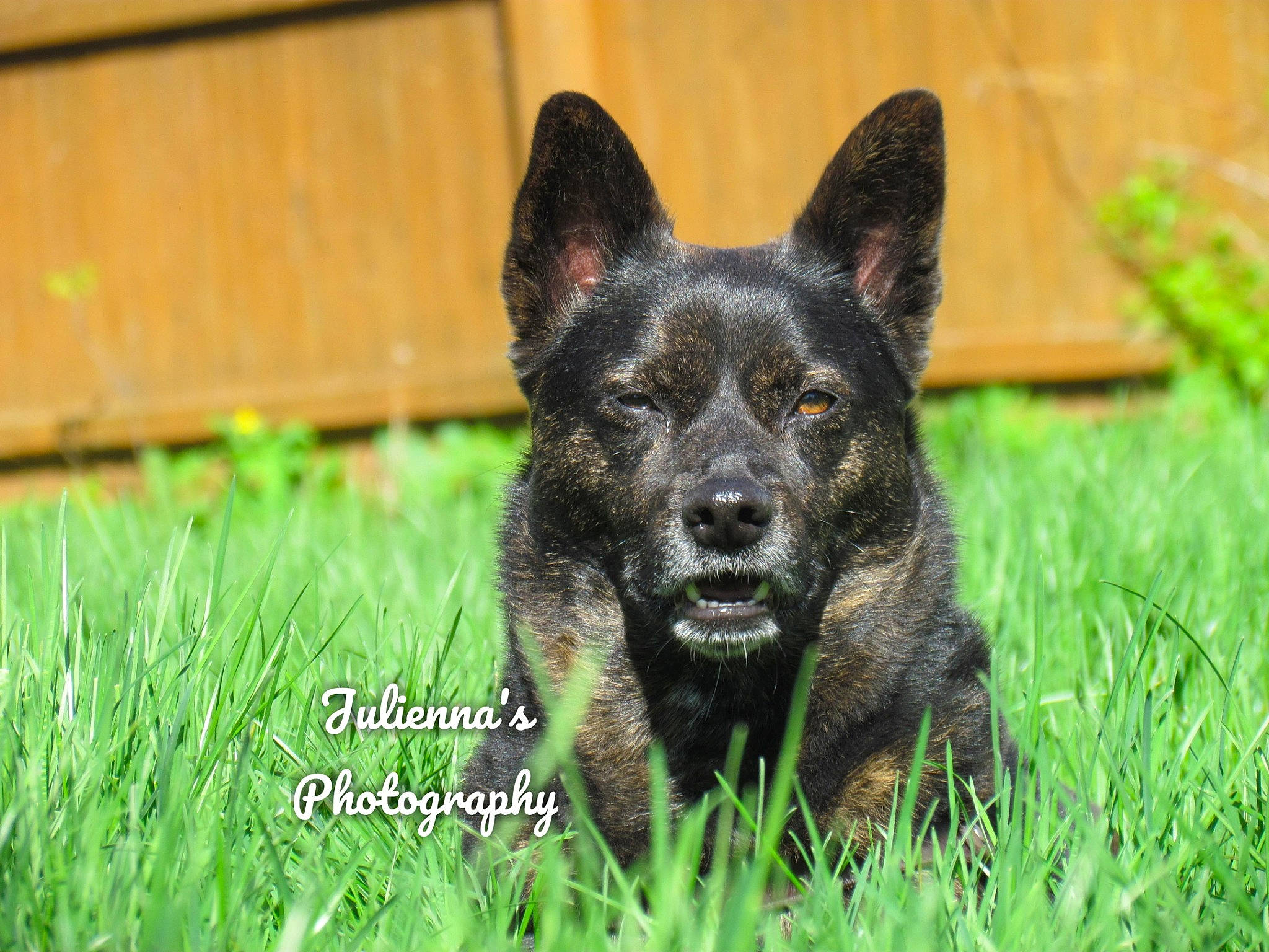 Mia joined the competition — help win amazing prizes! black_norwegian_elkhound, canidae, carnivore, dog, dog_breed, grass, kai_ken, mammal, plant, rare_breed_dog, shiloh_shepherd_dog, snout, vertebrate