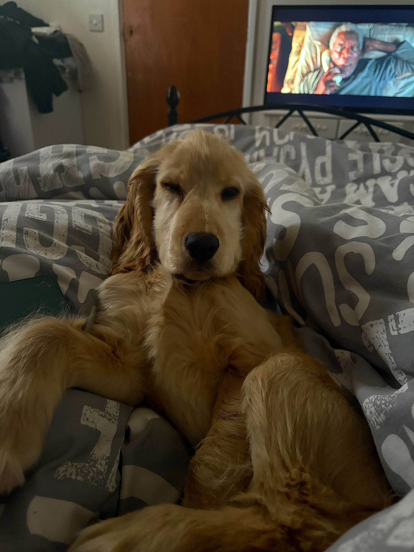 adult, animal, canine, cockerspaniel, computerhardware, couch, dog, electronics, face, furniture, hardware, head, male, man, monitor, person, pet, puppy, screen, tv