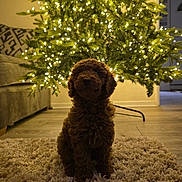 Coco joined the competition — help win amazing prizes! dog, puppy, christmas_tree, lights, carpet, rug, indoor, holiday, decorations, furniture, couch, floor, home, pet, animal, cozy, festive, brown, curly_fur, warm_lighting