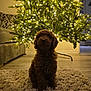 dog, puppy, christmas_tree, lights, carpet, rug, indoor, holiday, decorations, furniture, couch, floor, home, pet, animal, cozy, festive, brown, curly_fur, warm_lighting