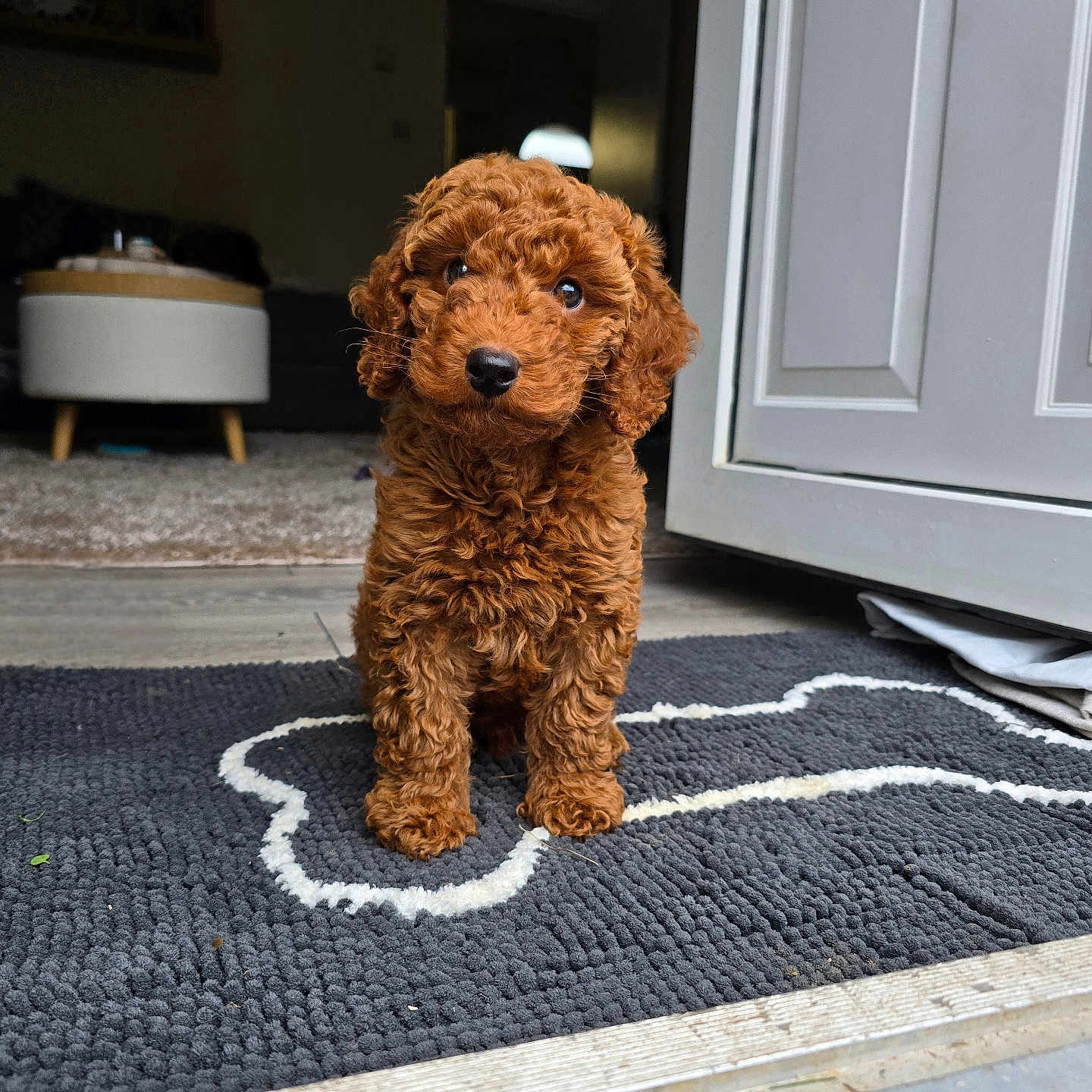 Coco joined the competition — help win amazing prizes! animal, bone_shape, brown_dog, carpet, curious, curly_fur, cute, dog, door, floor, furniture, home, indoor, living_room, ottoman, pet, puppy, rug, small_dog, young_dog