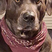 Rylee is registered to the contest to win money with this photo: animal, background, bandana, brown_eyes, canine, close_up, companion, dog, domestic_animal, ears, expression, face, fur, indoor, looking, muzzle, pet, portrait, snout, whiskers