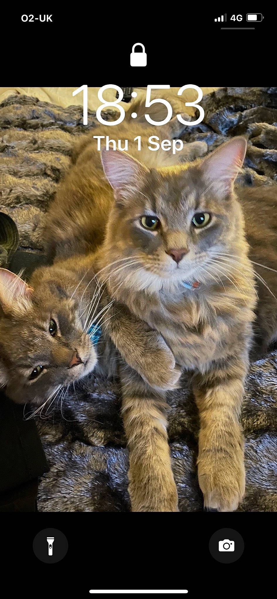 Dio joined the competition — help win amazing prizes! carnivore, cat, claw, domestic_short_haired_cat, fawn, felidae, fur, gesture, grass, internet_meme, paw, photo_caption, plant, small_to_medium_sized_cats, tail, terrestrial_animal, whiskers, wildlife