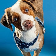 Duncan Blue is registered to the contest to win money with this photo: dog, canine, pet, bandana, blue_background, head_tilt, curious, brown_and_white_fur, studio_shot, portrait, animal, cute, playful, ears, nose, paws, friendly, domestic_animal, looking_at_camera, standing