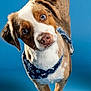 dog, canine, pet, bandana, blue_background, head_tilt, curious, brown_and_white_fur, studio_shot, portrait, animal, cute, playful, ears, nose, paws, friendly, domestic_animal, looking_at_camera, standing