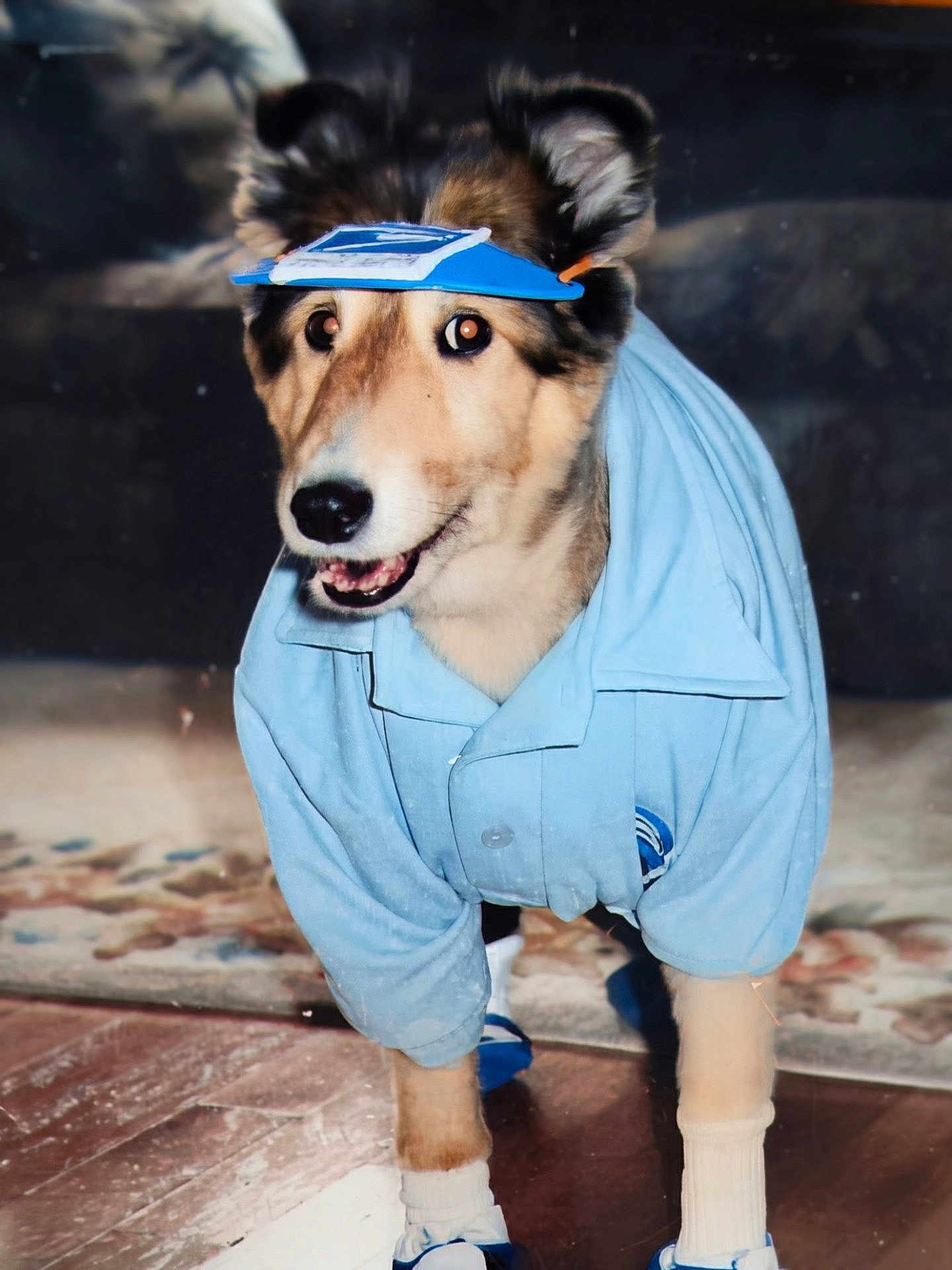 Trooper joined the competition — help win amazing prizes! dog, pet, clothing, shirt, socks, shoes, visor, indoor, floor, rug, brown, fur, ears, canine, portrait, costume, funny, animal, standing, looking