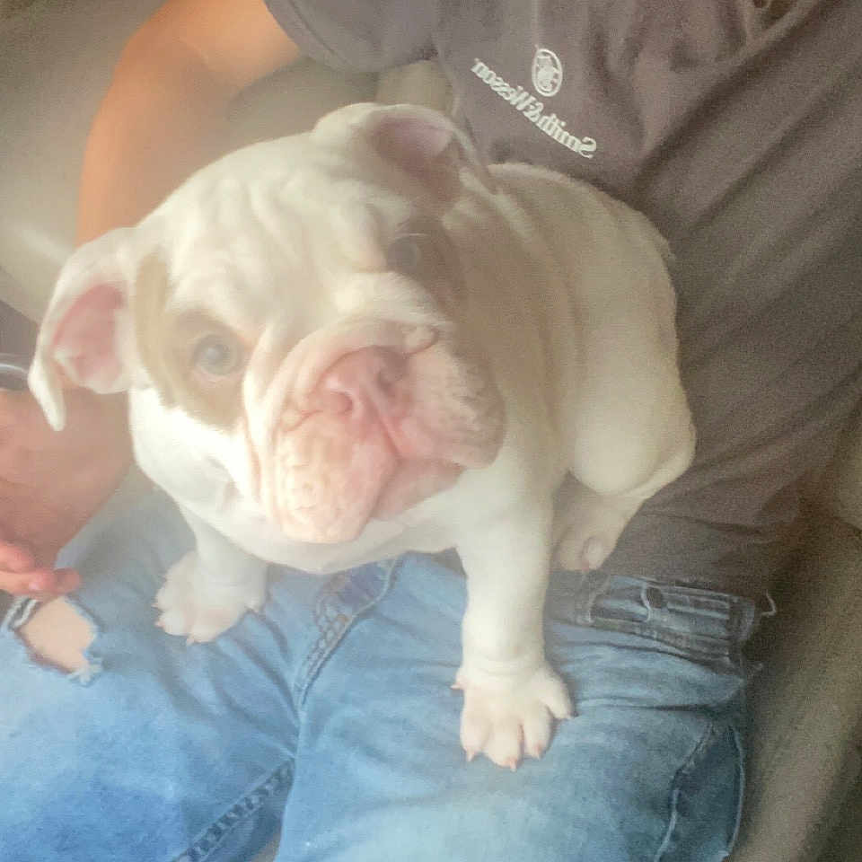 Phoebe joined the competition — help win amazing prizes! bulldog, canidae, car_seat, carnivore, child, comfort, companion_dog, denim, dog, dog_breed, fawn, fur, jeans, nap, non_sporting_group, snout, sporting_group, toy_dog, white_english_bulldog, wrinkle