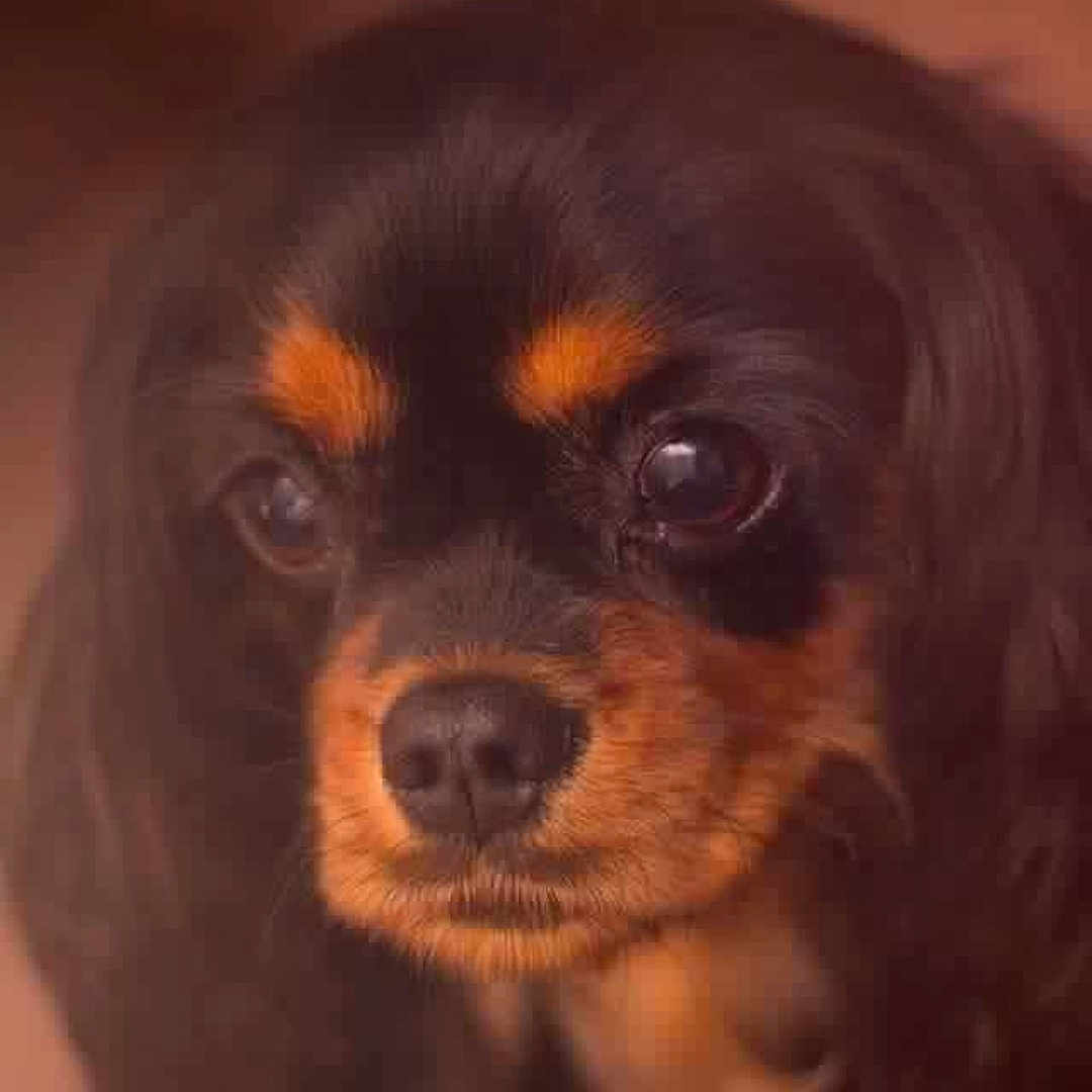 Bella is registered to the contest to win money with this photo: animal, canine, chihuahua, cockerspaniel, dog, hound, papillon, pet, puppy, snout, terrier