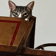 Storm joined the competition — help win amazing prizes! cat, wooden_chair, peeking, curious, animal, indoor, furniture, ears, eyes, pet, domestic, tabby, playful, quiet, background, closeup, mischievous, resting, brown, soft_light