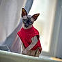 Grin is registered to the contest to win money with this photo: sphynx_cat, cat, pet, animal, red_sweater, hairless, indoor, curious, posing, feline, soft_light, window, blurred_background, unique, ears, whiskers, paw, portrait, domestic_cat, clothing