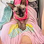 Grin joined the competition — help win amazing prizes! cat, sphynx_cat, pink_sweater, person, lying_down, indoor, close_up, face, ears, pet, animal, casual_clothing, blanket, remote_control, human, skin, hairless_cat, looking_up, resting, cute