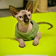 Grin joined the competition — help win amazing prizes! sphynx_cat, cat, pet, animal, hairless_cat, green_sweater, indoor, feline, large_ears, curious, lying_down, close_up, bright_background, lime_green, domestic_cat, whiskers, tail, paws, cute, portrait