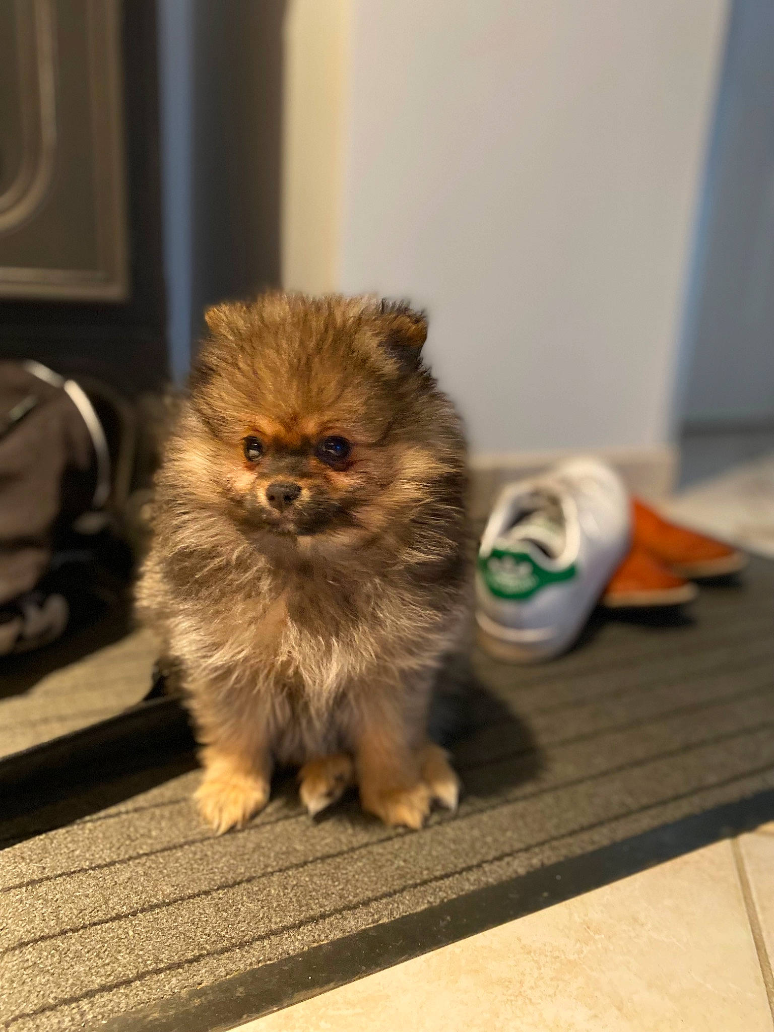 Cerise participe au concours pour gagner de l'argent avec cette photo : canidae, carnivore, cat, claw, companion_dog, dog_breed, fawn, felidae, floor, flooring, fur, hardwood, paw, small_to_medium_sized_cats, snout, tail, terrestrial_animal, toy_dog, whiskers, wood