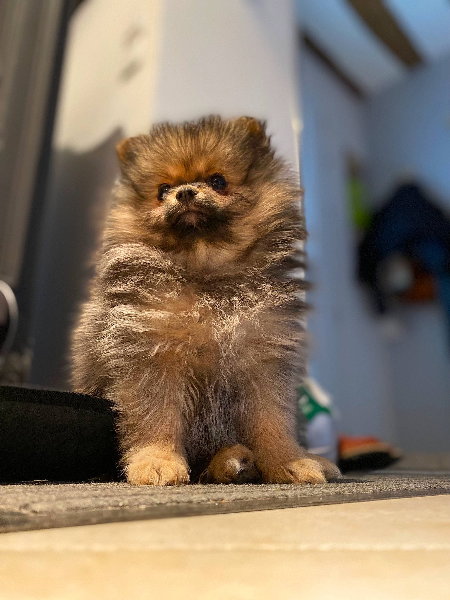 Cerise a rejoint le concours — aidez-le/la à gagner de superbes lots ! canidae, carnivore, claw, companion_dog, dog_breed, fawn, felidae, flooring, fur, paw, perching_bird, small_to_medium_sized_cats, snout, tail, terrestrial_animal, whiskers, wildlife, window, wood