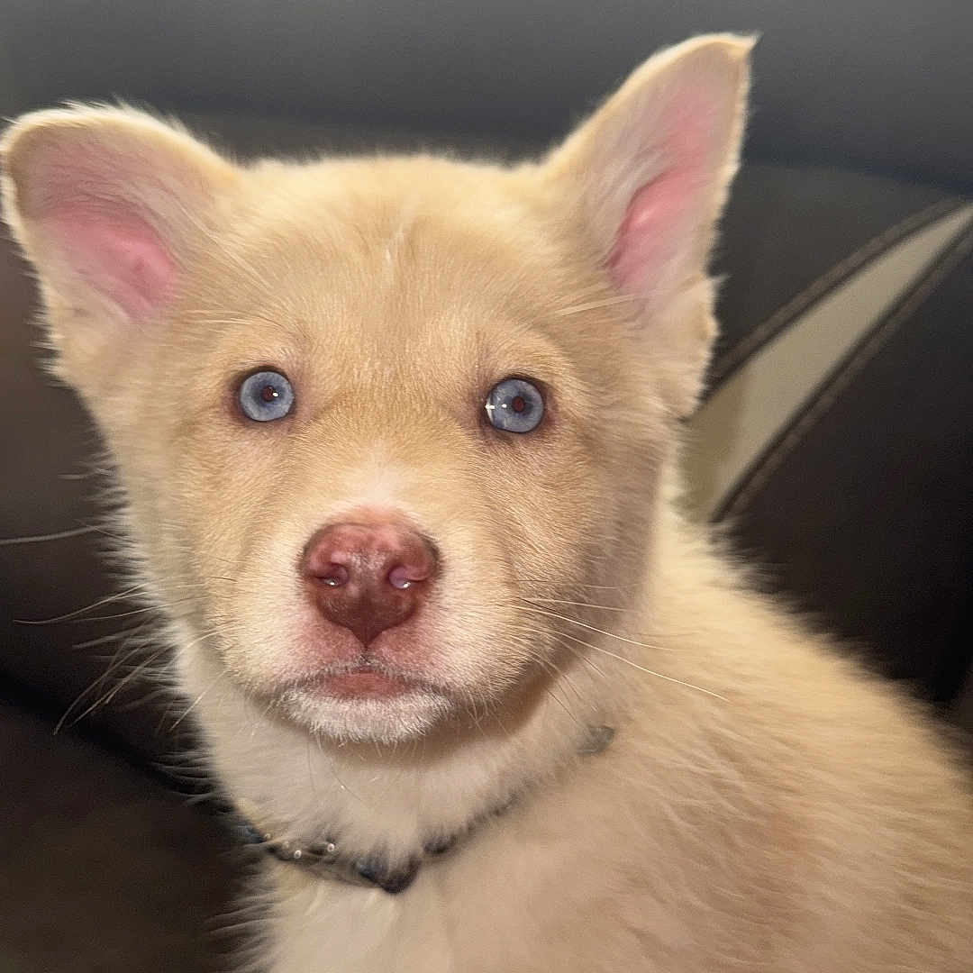 Simba is registered to the contest to win money with this photo: animal, blue_eyes, close_up, collar, couch, curious, cute, dog, ears, fluffy, fur, indoor, light_colored, nose, pet, portrait, puppy, sitting, whiskers, young