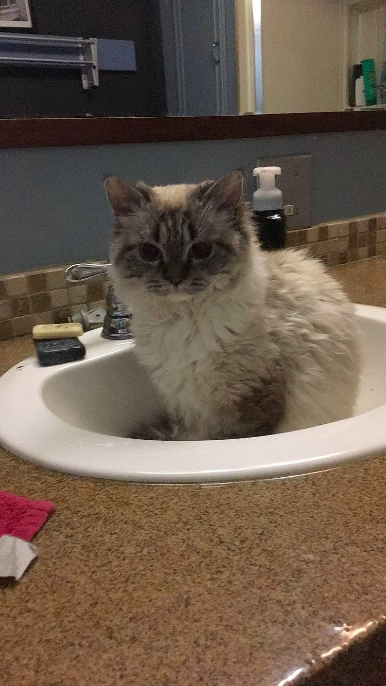 Roxanne is registered to the contest to win money with this photo: bathroom, carnivore, cat, domestic_short_haired_cat, fawn, felidae, flooring, fur, paw, plumbing_fixture, ragdoll, serveware, sink, small_to_medium_sized_cats, snout, solvent, tail, tap, terrestrial_animal, whiskers