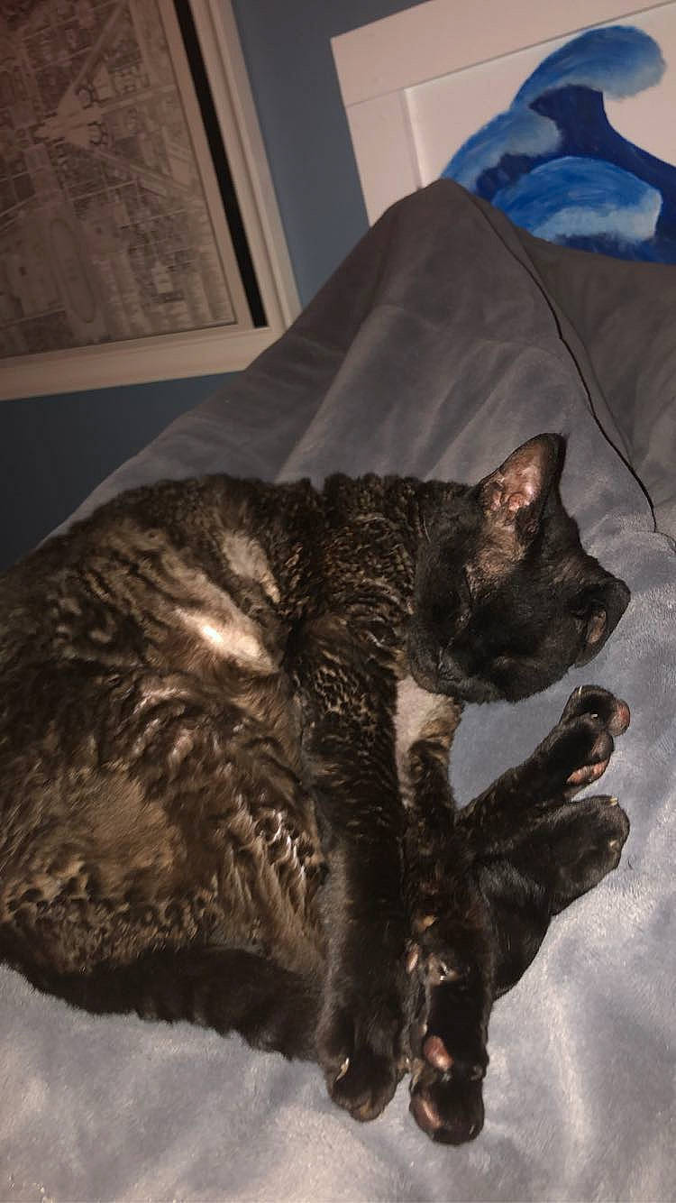 Felix is registered to the contest to win money with this photo: black_cat, bombay, canidae, carnivore, cat, claw, comfort, dog_breed, domestic_short_haired_cat, felidae, fur, nap, paw, picture_frame, small_to_medium_sized_cats, snout, sporting_group, tail, terrestrial_animal, whiskers