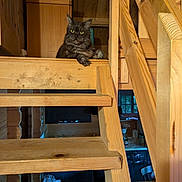 Mentos participe au concours pour gagner de l'argent avec cette photo : animal, cabin, cat, cozy, domestic_animal, feline, furniture, home, house, indoor, interior, looking, pet, portrait, quiet, relaxed, resting, stairs, wood, wooden_stairs