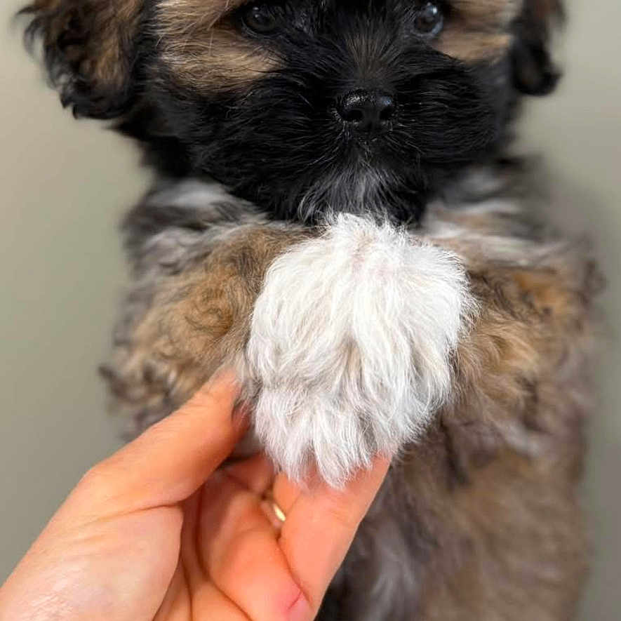 Alhyana a rejoint le concours — aidez-le/la à gagner de superbes lots ! animal, black, brown, closeup, companion, cute, dog, domestic_animal, face, fluffy, friendly, fur, hand, mammal, paw, pet, portrait, puppy, white, young