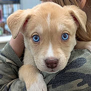 Diamond is registered to the contest to win money with this photo: adorable, blue_eyes, camo_shirt, camouflage, child, close_up, dog, domestic_dog, ears, embrace, face, fur, hug, indoor, nose, paw, person, portrait, puppy, whiskers