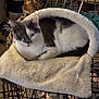 Kiwi is registered to the contest to win money with this photo: cat, feline, pet, bed, blanket, crate, indoor, animal, resting, cozy, fur, white, gray, home, plant, kitchen, rolling_pins, furniture, soft, relaxation