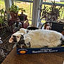 cat, box, table, indoor, window, plant, potted_plant, wood, furniture, pet, animal, relaxing, sunlight, domestic_cat, fur, cozy, home, resting, box_label, barbecue_sauce
