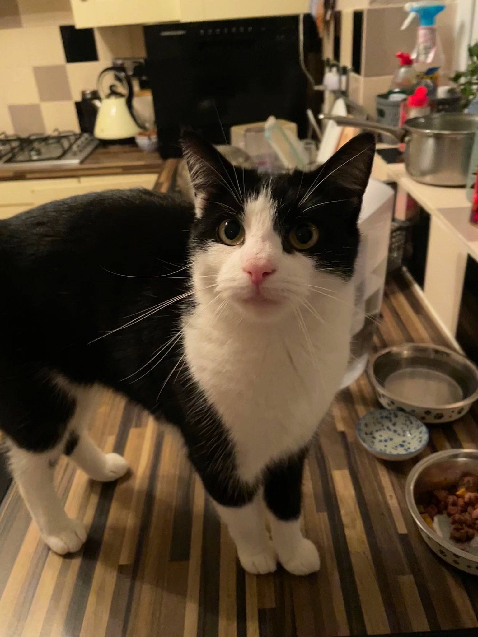 Blossom joined the competition — help win amazing prizes! carnivore, cat, domestic_short_haired_cat, felidae, flooring, flowerpot, formal_wear, fur, hardwood, houseplant, ingredient, kitchen_utensil, mixing_bowl, plant, serveware, small_to_medium_sized_cats, tableware, tail, whiskers, wood