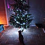 Pimprenelle a rejoint le concours — aidez-le/la à gagner de superbes lots ! cat, christmas_tree, lights, decorations, indoor, tile_floor, shadow, night, dark, festive, ornaments, window, curious, pet, holiday, glowing, room, cozy, silhouette, animal