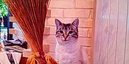 Pimprenelle a rejoint le concours — aidez-le/la à gagner de superbes lots ! cat, indoor, table, broom, brick_wall, furniture, animal, pet, domestic, curious, wood, decor, sitting, striped, feline, cozy, home, natural_light, still_life, quiet