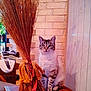 cat, indoor, table, broom, brick_wall, furniture, animal, pet, domestic, curious, wood, decor, sitting, striped, feline, cozy, home, natural_light, still_life, quiet