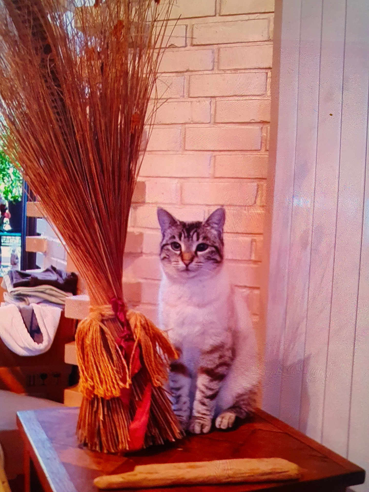 Pimprenelle a rejoint le concours — aidez-le/la à gagner de superbes lots ! cat, indoor, table, broom, brick_wall, furniture, animal, pet, domestic, curious, wood, decor, sitting, striped, feline, cozy, home, natural_light, still_life, quiet