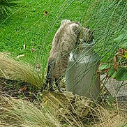 Pimprenelle participe au concours pour gagner de l'argent avec cette photo : cat, grass, plant, greenery, outdoor, nature, metal_container, curious, standing, hind_legs, garden, leaves, bush, feline, wild_grass, rock, daylight, animal, exploring, environment