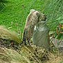 cat, grass, plant, greenery, outdoor, nature, metal_container, curious, standing, hind_legs, garden, leaves, bush, feline, wild_grass, rock, daylight, animal, exploring, environment