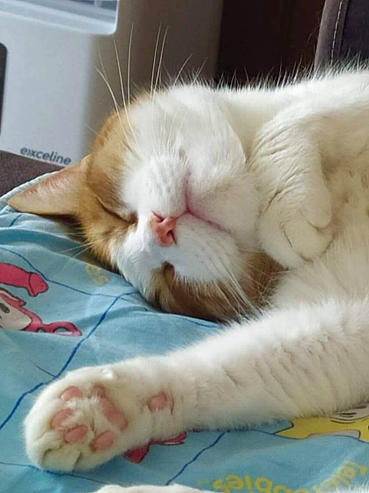 Karamel a rejoint le concours — aidez-le/la à gagner de superbes lots ! carnivore, cat, claw, comfort, computer_keyboard, domestic_short_haired_cat, fawn, felidae, foot, fur, nap, paw, sleep, small_to_medium_sized_cats, snout, tail, wall_plate, whiskers