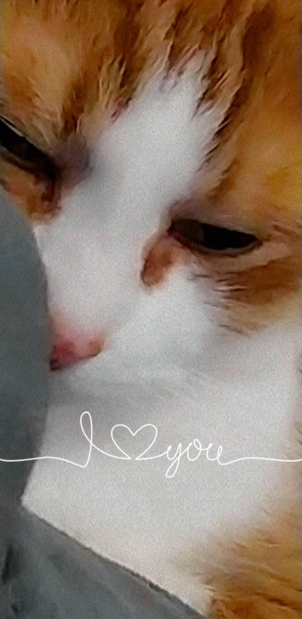 Karamel a rejoint le concours — aidez-le/la à gagner de superbes lots ! carnivore, cat, domestic_short_haired_cat, eye, eyelash, felidae, fur, paw, photo_caption, small_to_medium_sized_cats, snout, whiskers