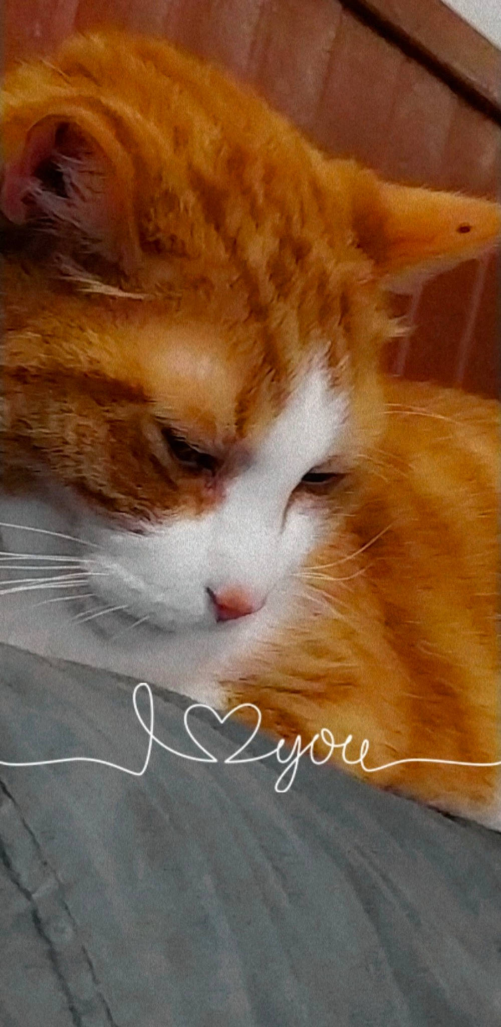 Karamel participe au concours pour gagner de l'argent avec cette photo : carnivore, cat, domestic_short_haired_cat, fawn, felidae, fur, paw, photo_caption, small_to_medium_sized_cats, snout, tail, terrestrial_animal, whiskers