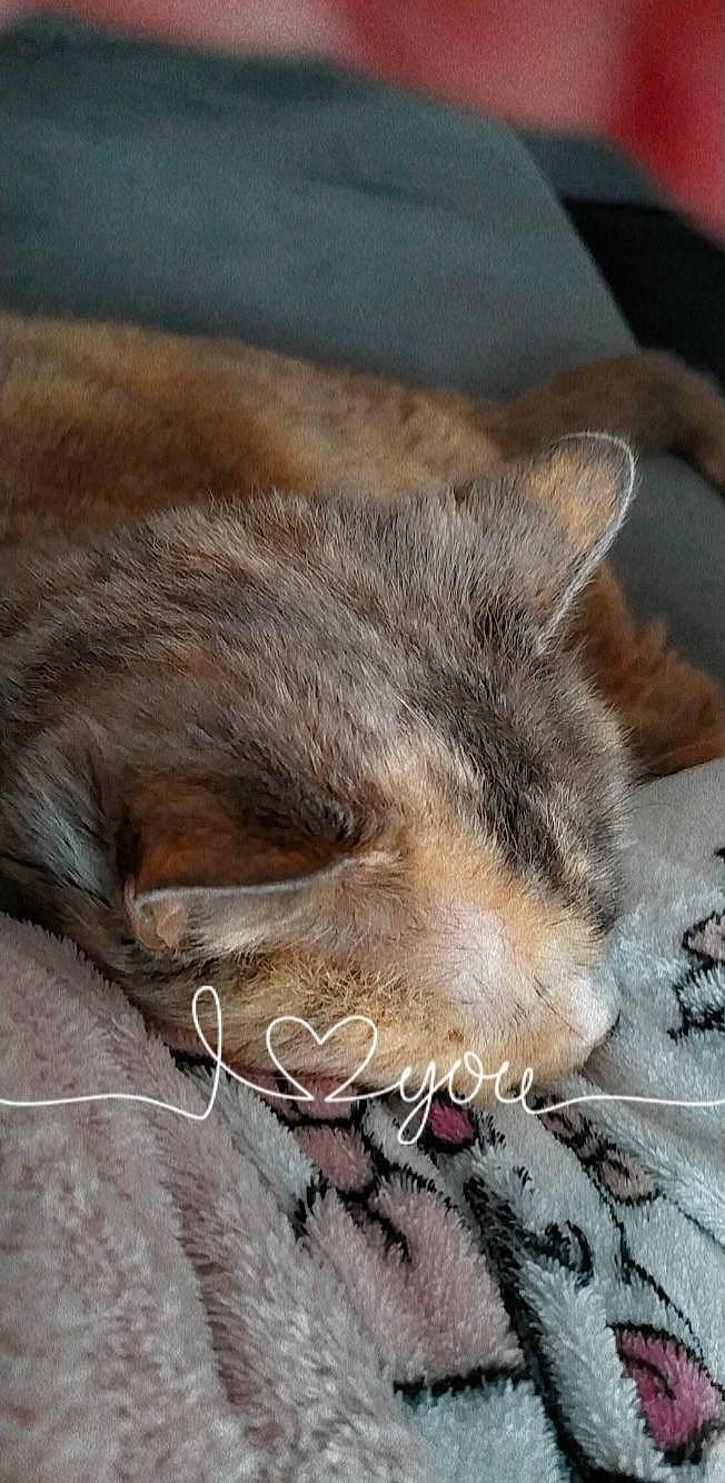 Gribouille participe au concours pour gagner de l'argent avec cette photo : carnivore, cat, claw, comfort, domestic_short_haired_cat, ear, fawn, felidae, fur, human_leg, nap, paw, sleep, small_to_medium_sized_cats, snout, tail, terrestrial_animal, whiskers, wildlife