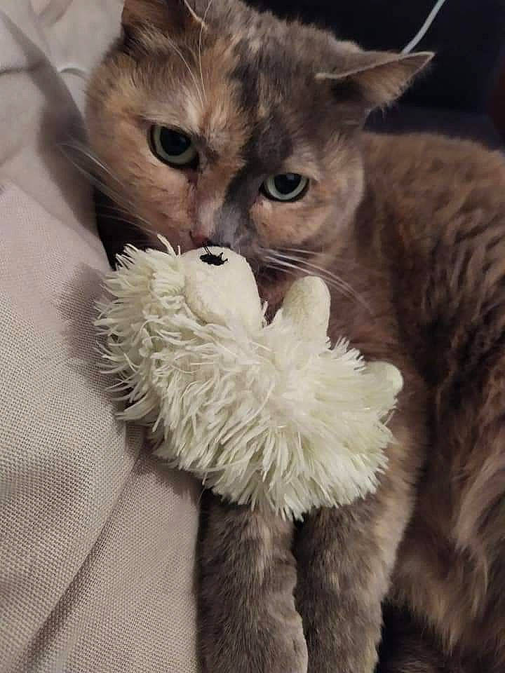 Gribouille participe au concours pour gagner de l'argent avec cette photo : carnivore, cat, claw, comfort, fawn, felidae, fur, natural_material, paw, small_to_medium_sized_cats, snout, tail, terrestrial_animal, whiskers