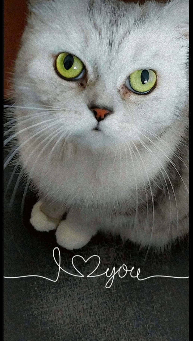 Mioumioute a rejoint le concours — aidez-le/la à gagner de superbes lots ! art, carnivore, cat, domestic_short_haired_cat, felidae, font, fur, pattern, paw, photo_caption, rectangle, small_to_medium_sized_cats, snout, whiskers