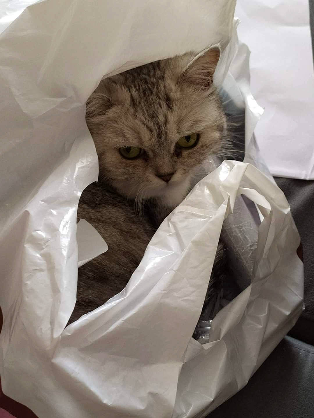 Mioumioute a rejoint le concours — aidez-le/la à gagner de superbes lots ! carnivore, cat, comfort, fawn, felidae, fur, packaging_and_labeling, paper, paper_bag, paper_product, plastic_bag, small_to_medium_sized_cats, whiskers