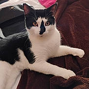 Phoenix is registered to the contest to win money with this photo: cat, black_and_white, animal, pet, feline, indoor, blanket, bed, cozy, relaxed, fur, whiskers, looking, curious, lying_down, closeup, soft_texture, warm_colors, domestic, companion