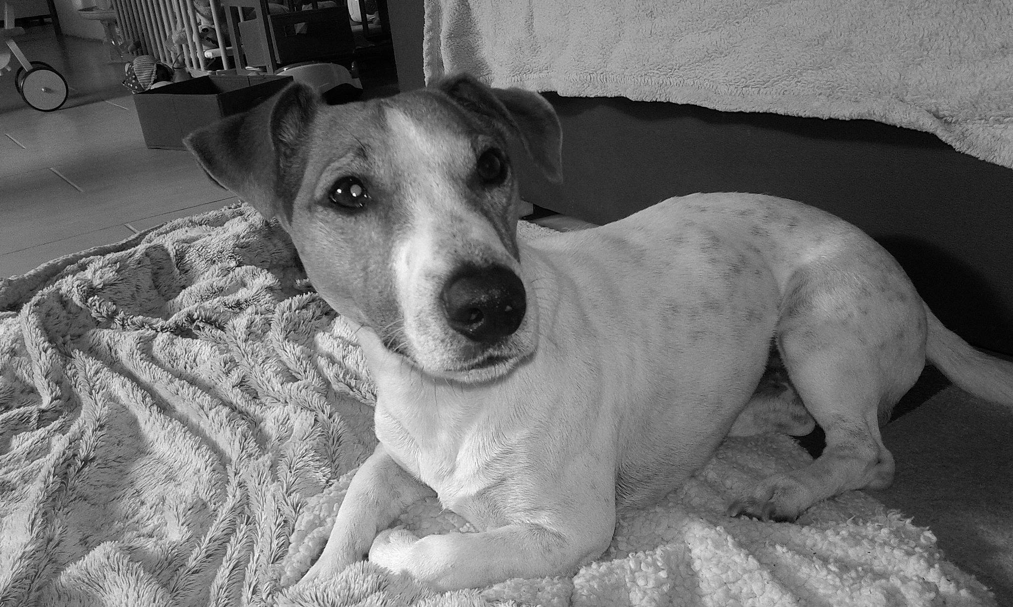 Igloo a rejoint le concours — aidez-le/la à gagner de superbes lots ! canidae, carnivore, companion_dog, dog, dog_breed, dog_supply, fawn, mammal, paw, snout, sporting_group, whiskers, working_animal, working_dog