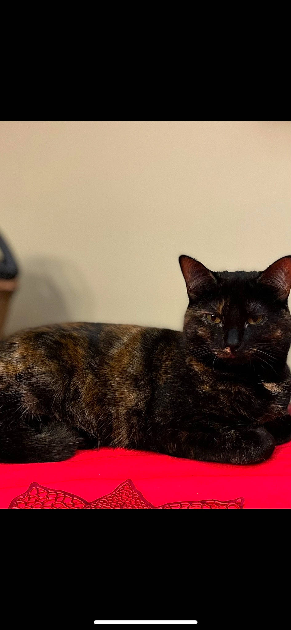 Bella is registered to the contest to win money with this photo: black_cat, carnivore, cat, cat_furniture, cat_supply, claw, comfort, domestic_short_haired_cat, felidae, fur, sitting, small_to_medium_sized_cats, snout, tail, terrestrial_animal, whiskers, window