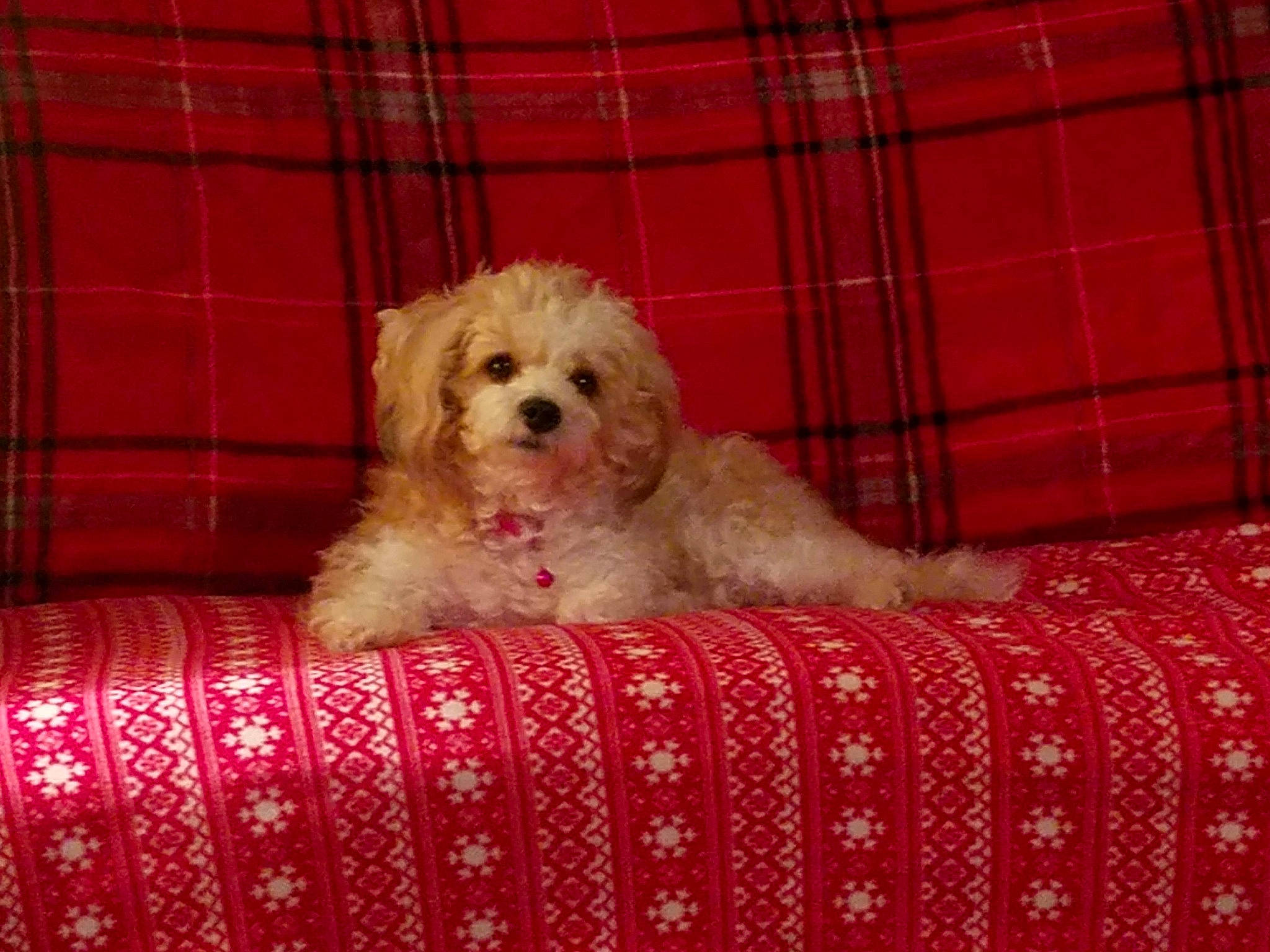 Lola joined the competition — help win amazing prizes! canidae, carnivore, cavachon, cavapoo, cockapoo, companion_dog, dog, dog_breed, goldendoodle, maltepoo, mammal, miniature_poodle, poodle, poodle_crossbreed, puppy, schnoodle, sporting_group, sporting_lucas_terrier, toy_poodle, vertebrate