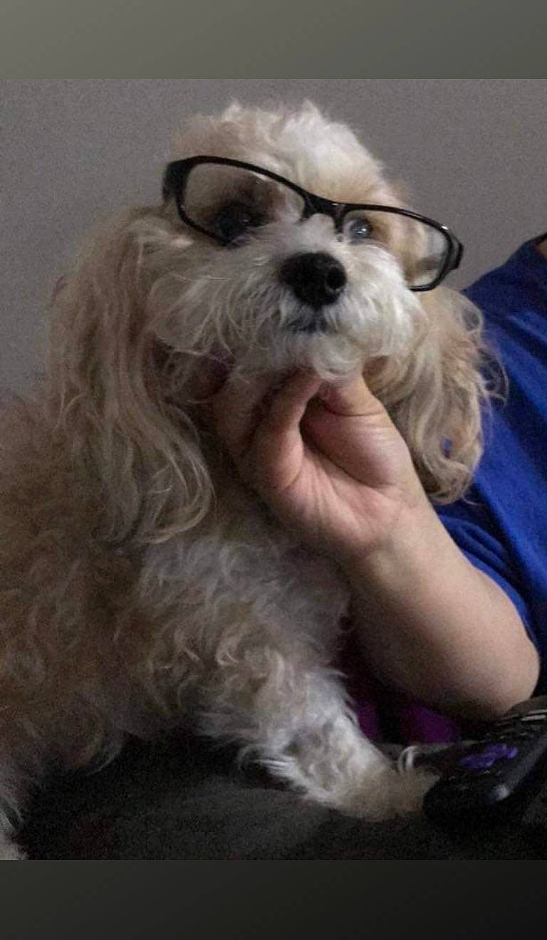 Lola joined the competition — help win amazing prizes! bolonka, canidae, carnivore, companion_dog, dog, dog_breed, glasses, kyi_leo, lowchen, maltepoo, maltese, mammal, morkie, nose, puppy, puppy_love, schnoodle, shih_tzu, snout, vertebrate